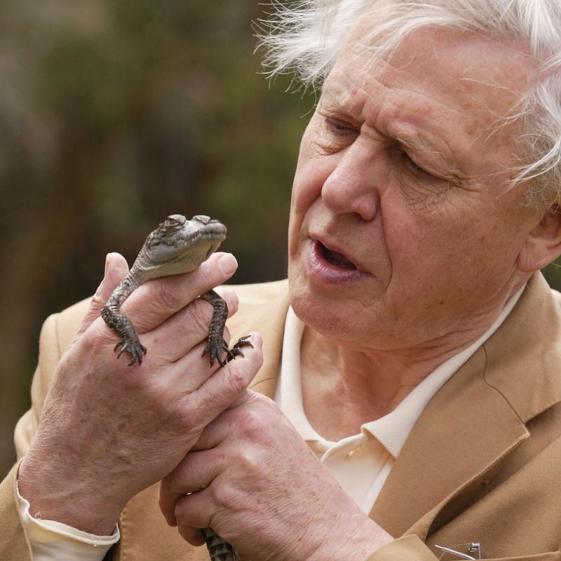 Naturalist Sir David Attenborough holds a baby saltwater crocodile in his hand
